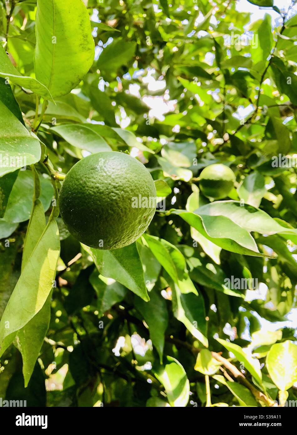 Oranges growing on tree in late August southeastern USA - Smartphone Captured Stock Image