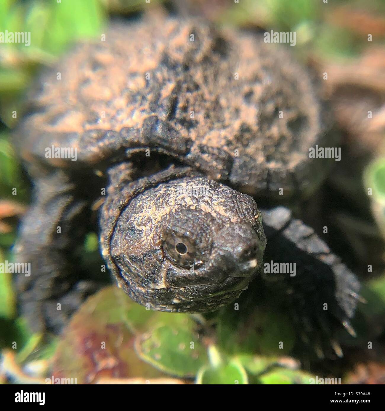 Baby snapping turtle hi-res stock photography and images - Alamy