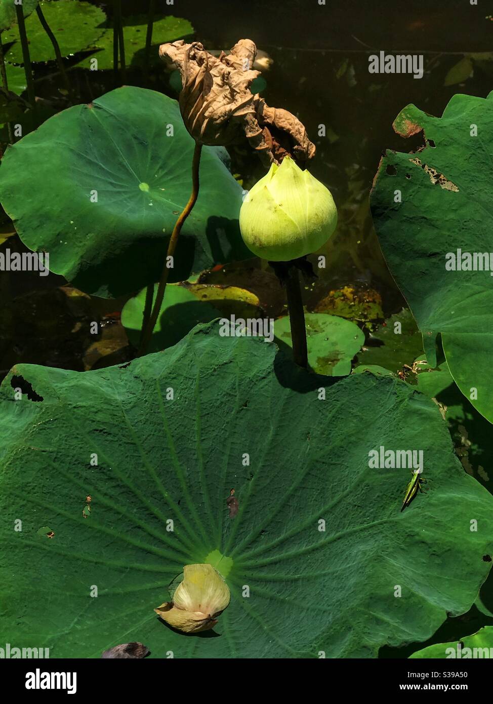 White lotus bud Stock Photo
