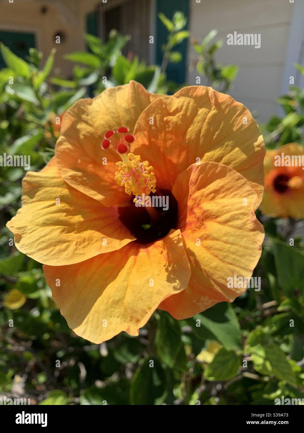 Hawaii hibiscus hi-res stock photography and images - Alamy