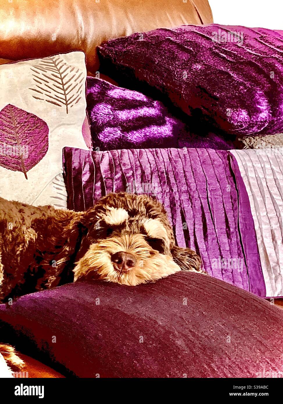 Dog napping - Smartphone Captured Stock Image