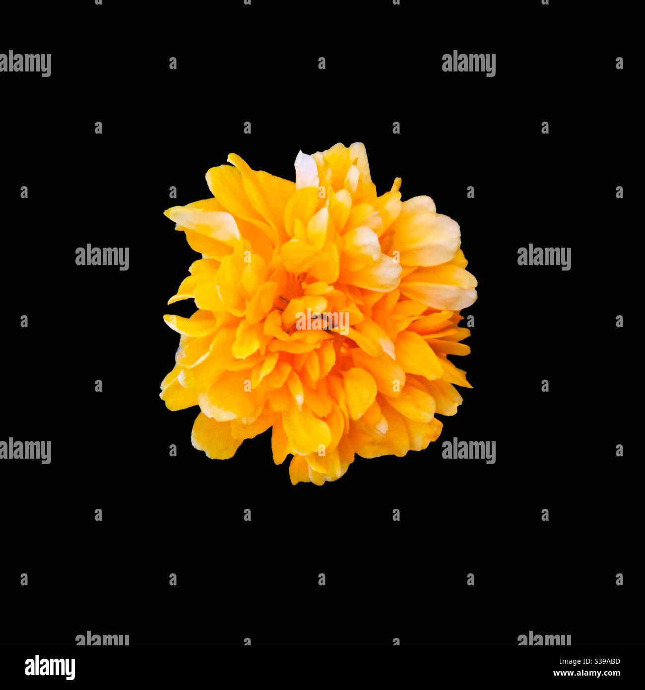 single yellow ranunculus flower cutout on black background with ...