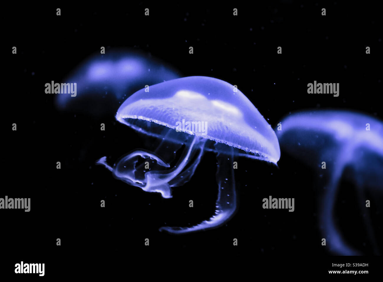 three common moon jellyfish with purple colouring shine in the dark