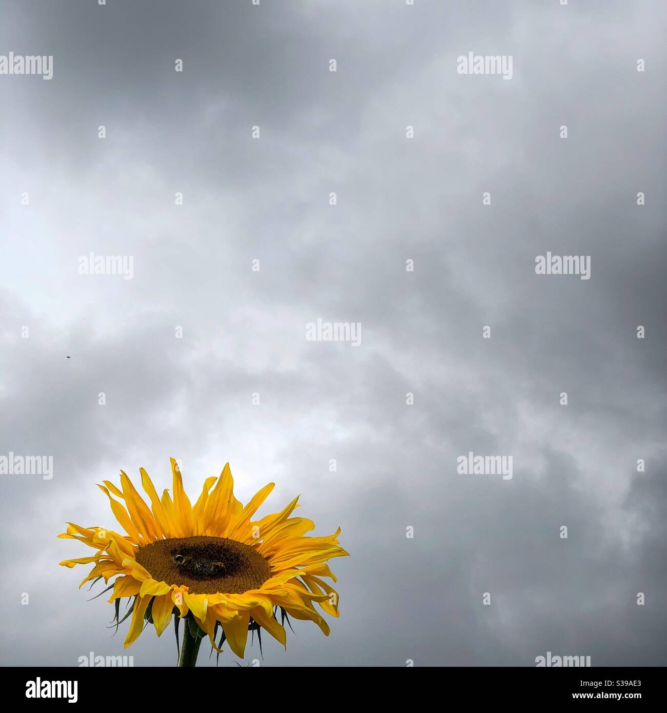 Sunflower against the grey. - Smartphone Captured Stock Image