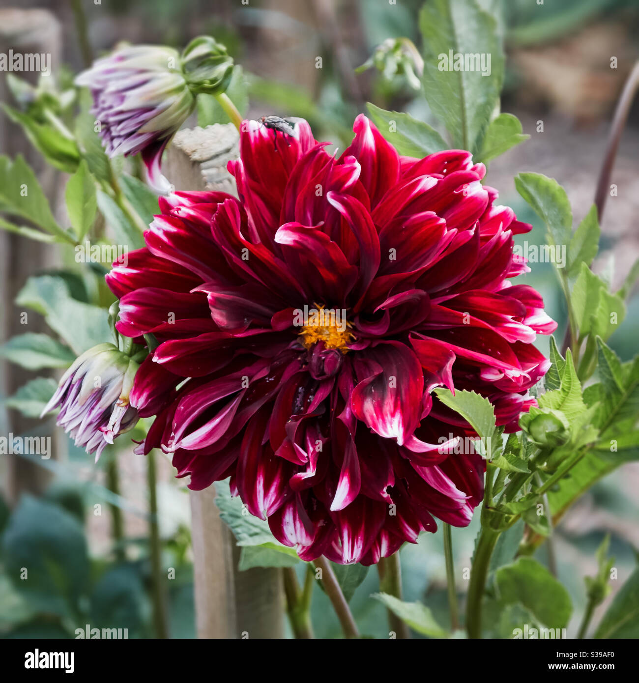 open starshaped dahlia blooms red with yellow center and white tips