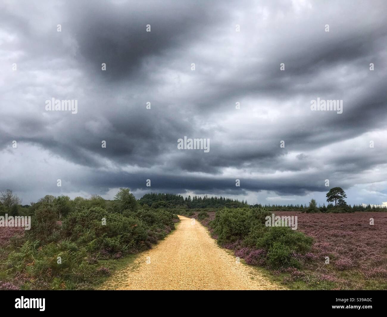 Stormy sky’s over Fritham Plain in the New Forest Stock Photo
