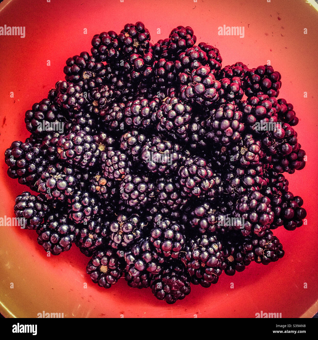 Blackberries in a red plastic bowl - Smartphone Captured Stock Image