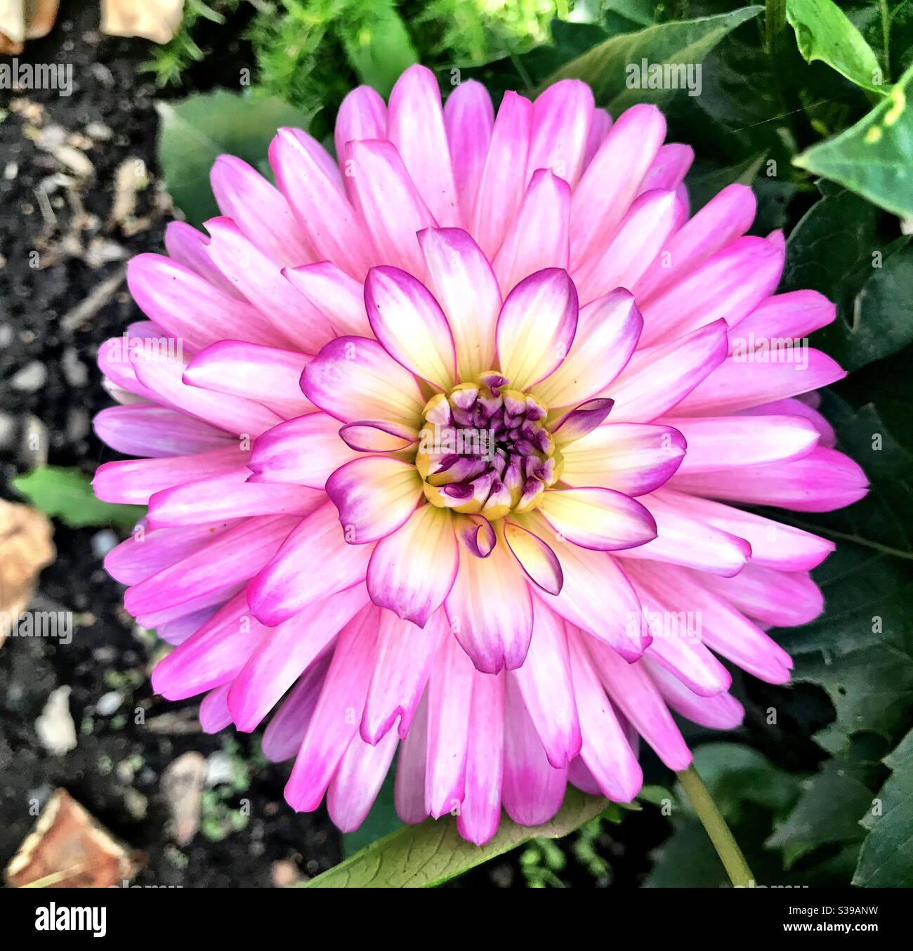 Pink Dahlia - Smartphone Captured Stock Image