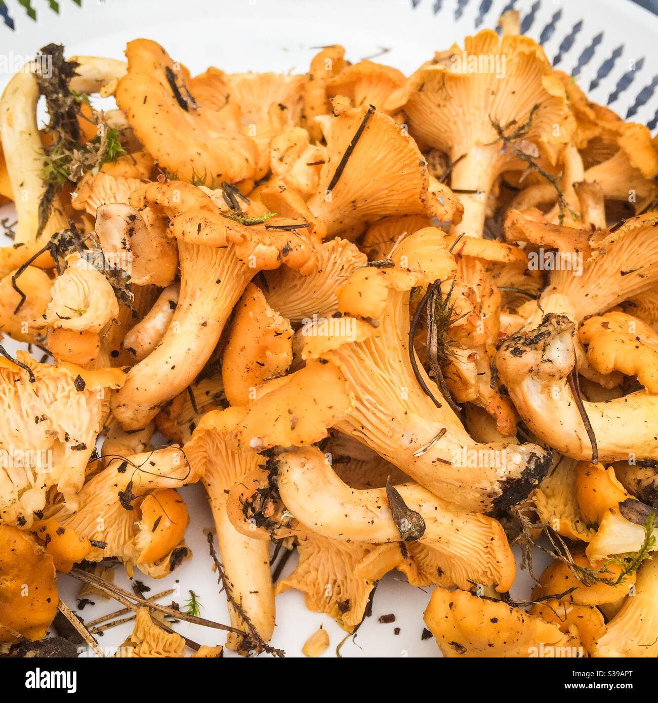 Wild chanterelles mushrooms Stock Photo Alamy