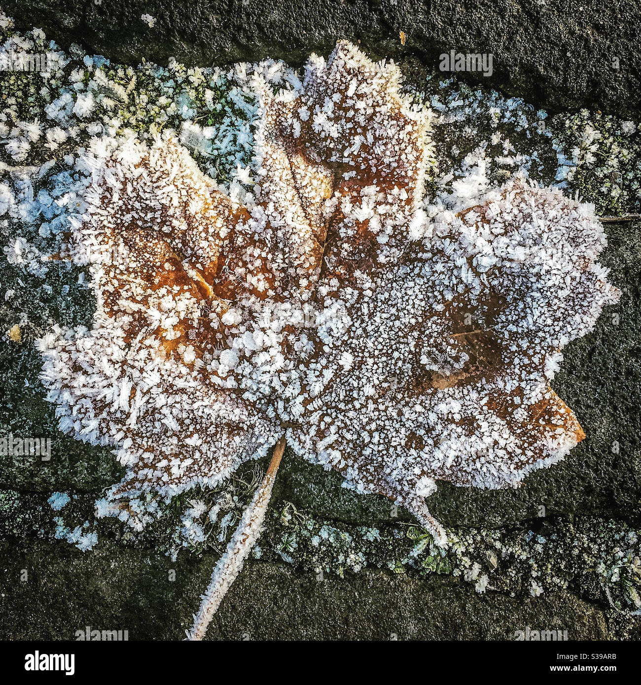 A frosty leaf in winter - Smartphone Captured Stock Image