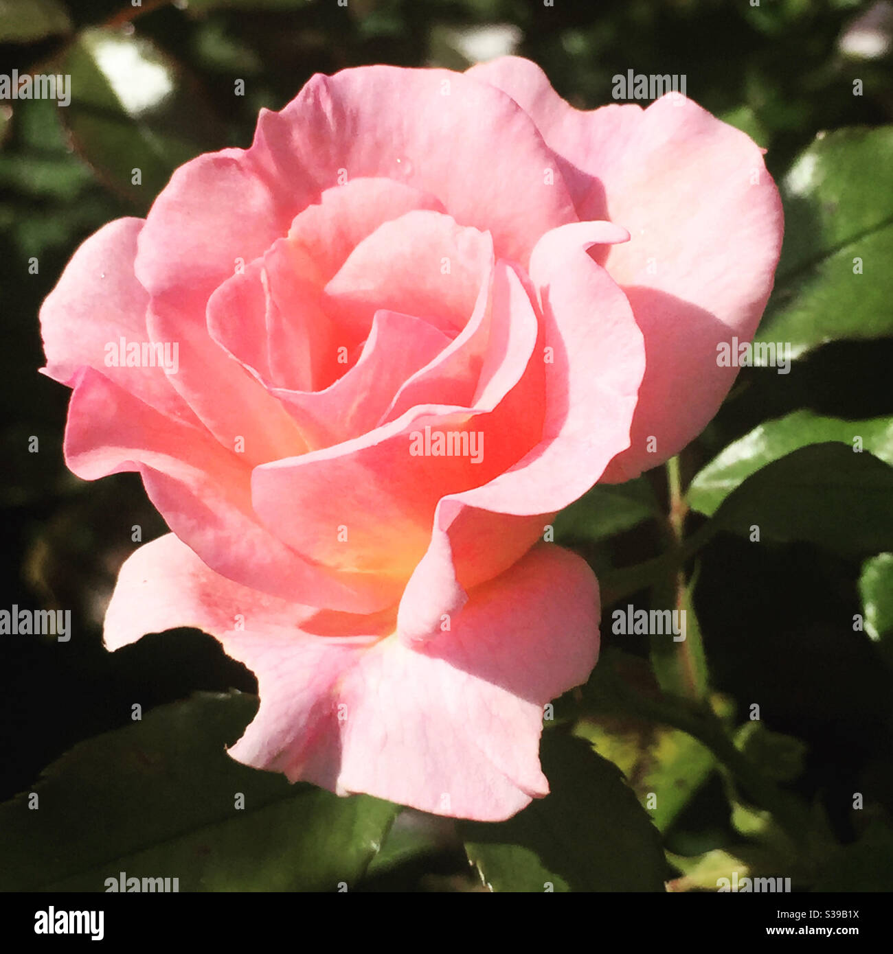 Pink rose flower close up Stock Photo