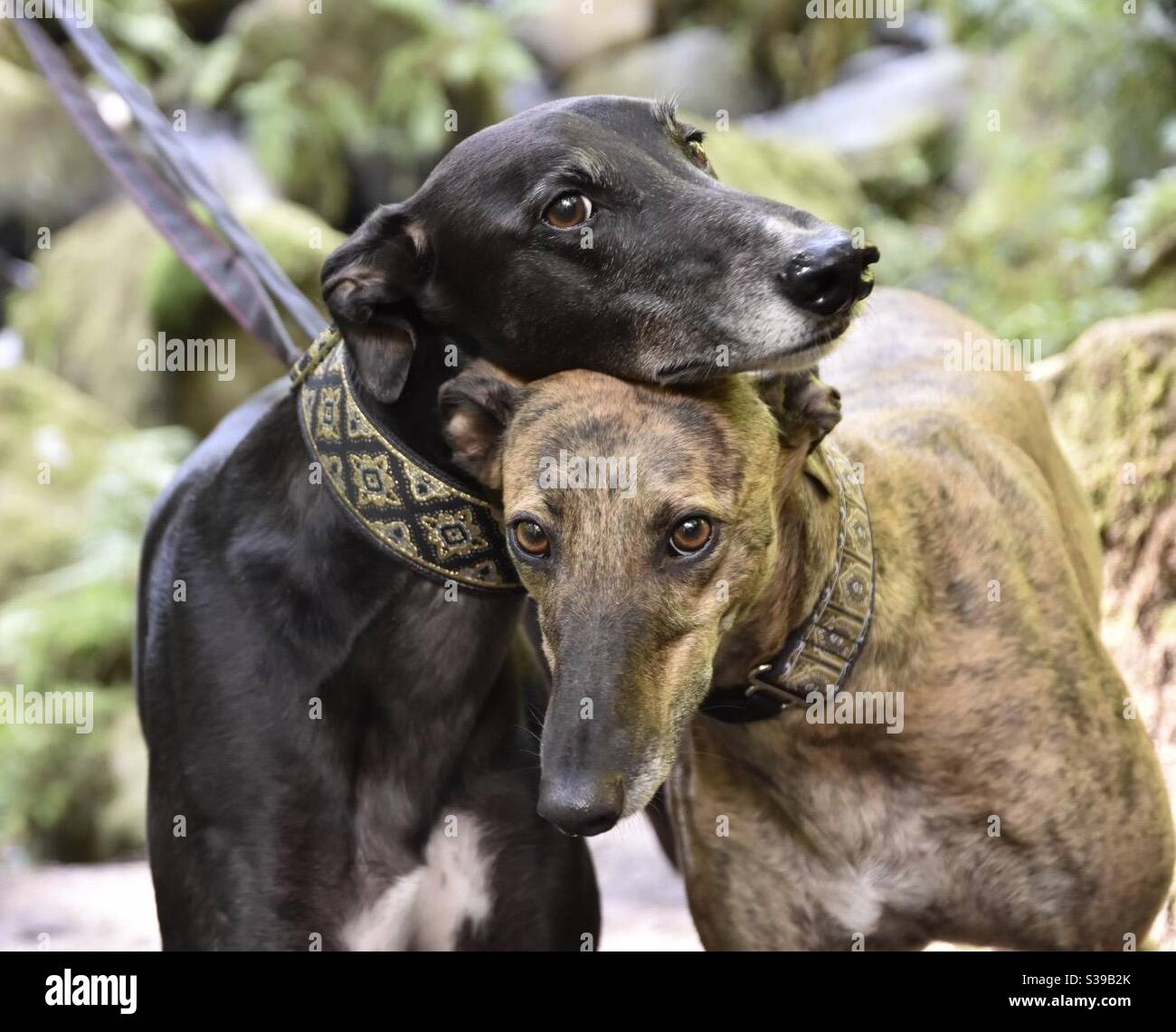 Greyhound cuddle Stock Photo