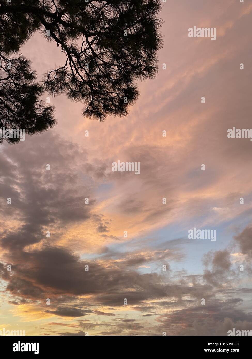 Colorful sunset cloudscape with pine tree branch framing - Smartphone Captured Stock Image