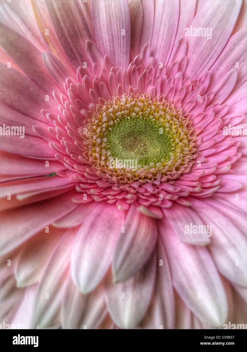 Pink Gerbera daisy close up Stock Photo
