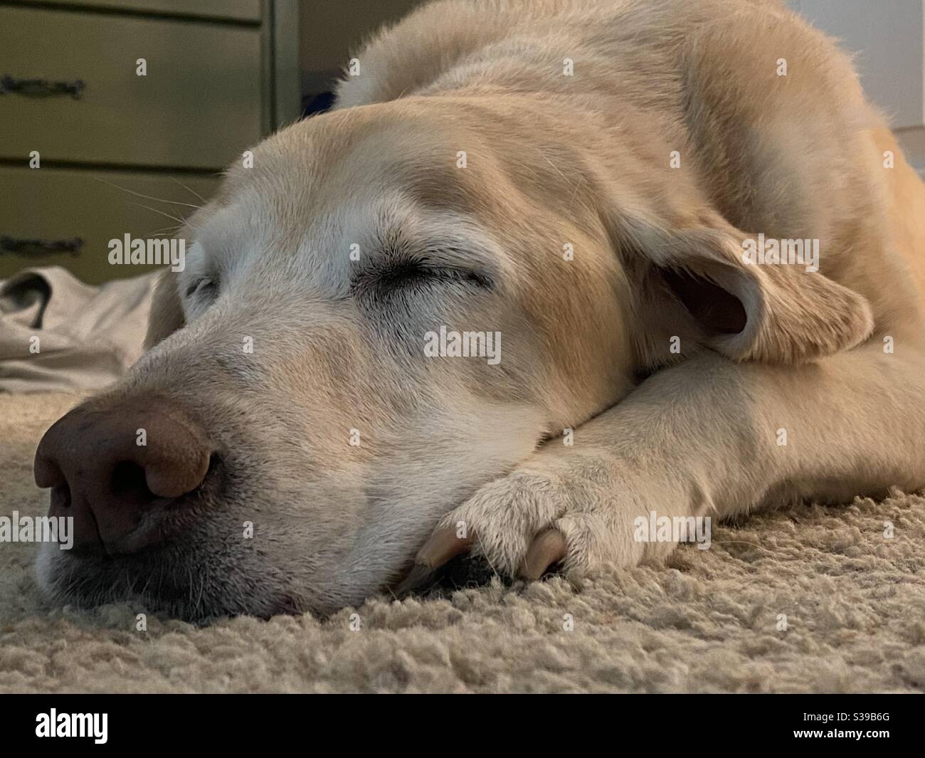 Old dog taking a nap Stock Photo Alamy