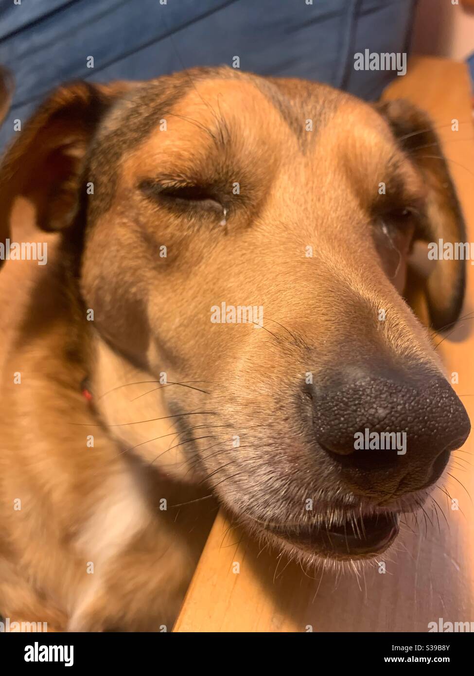 Happy brown dog Stock Photo