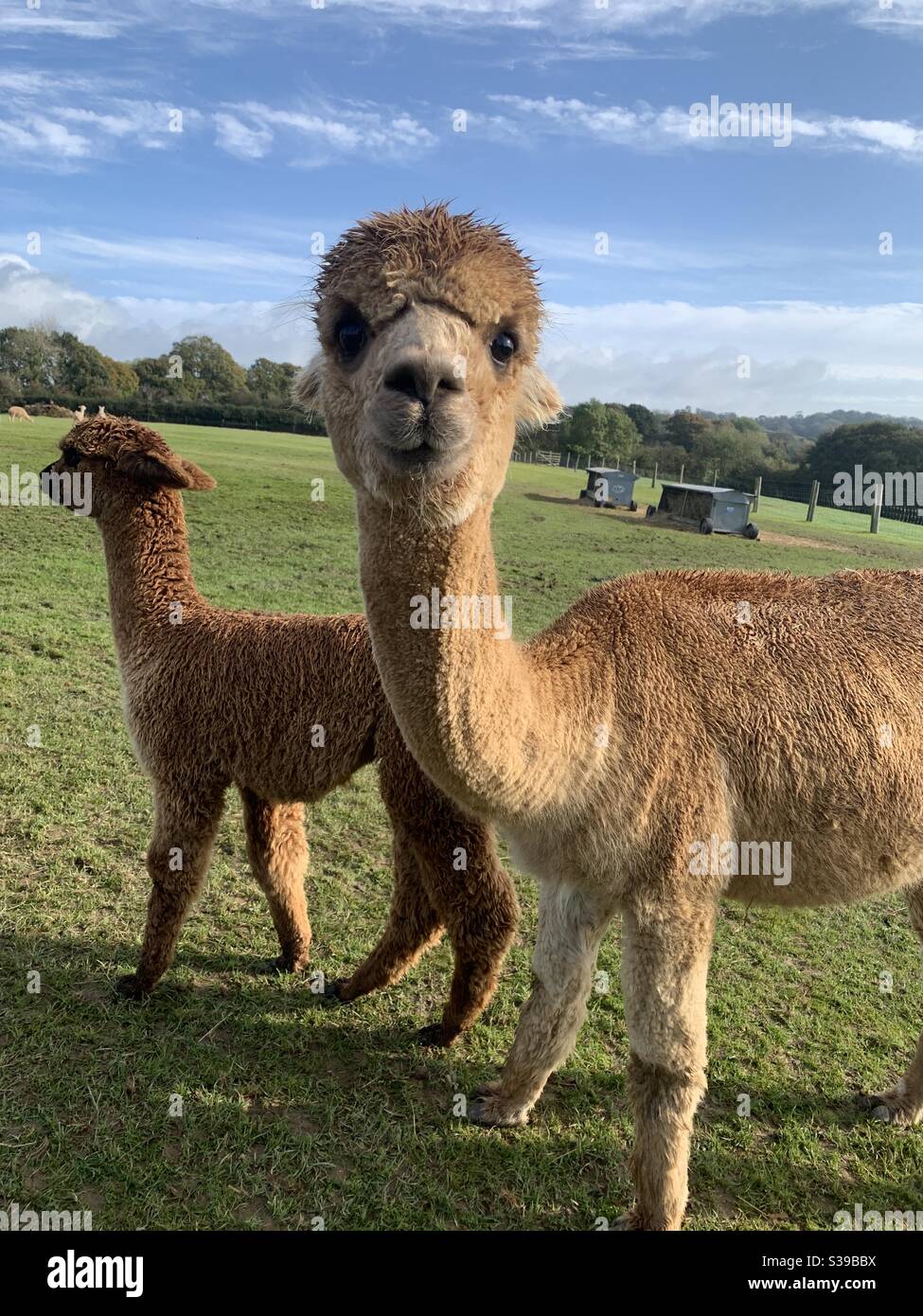 Alpacas in Cornwall Stock Photo Alamy