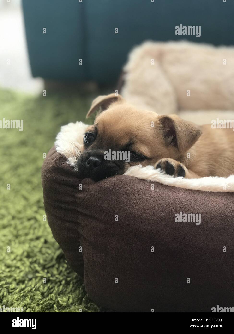 Chihuahua Pug mix breed puppy chewing his bed Stock Photo Alamy