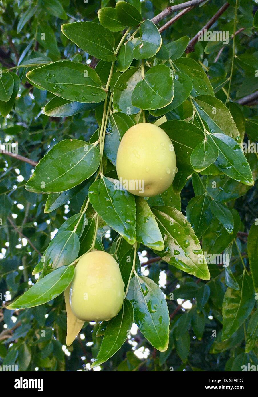 Jujube Fruits On The Tree Stock Photo Alamy