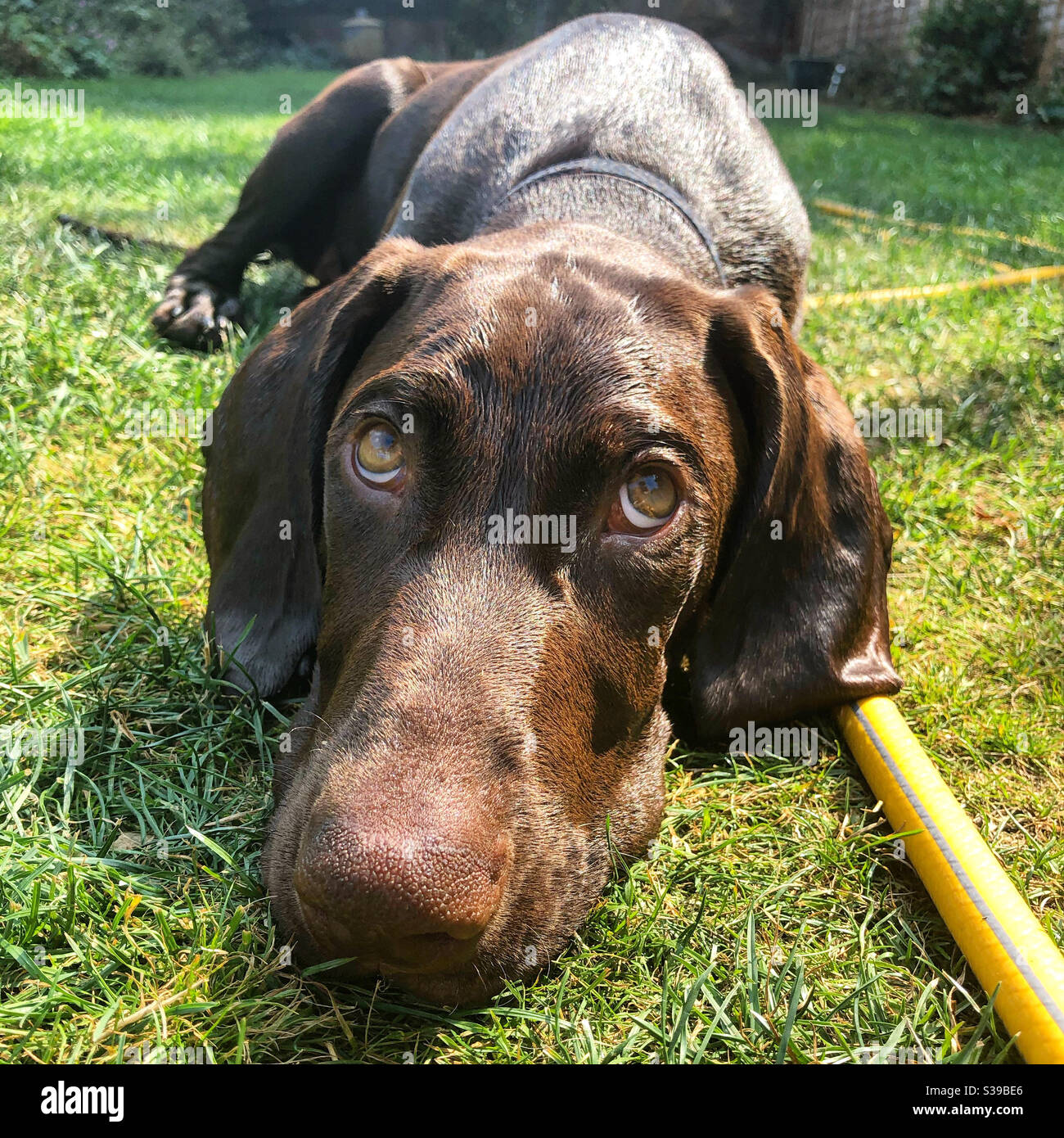 Guilty German short haired pointer Stock Photo