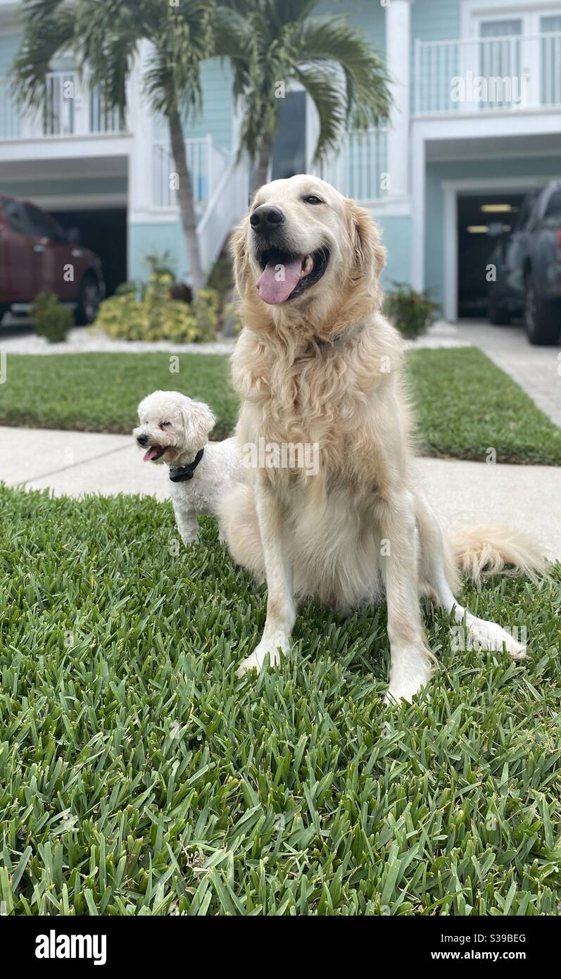 Two dogs sitting outside Stock Photo Alamy