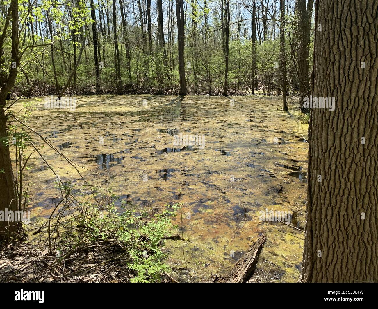 Swamp like area Stock Photo Alamy