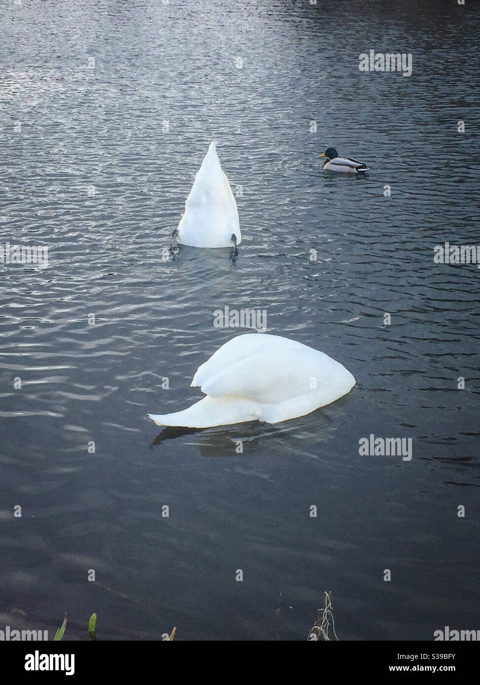Swans dipping their heads under water - Smartphone Captured Stock Image