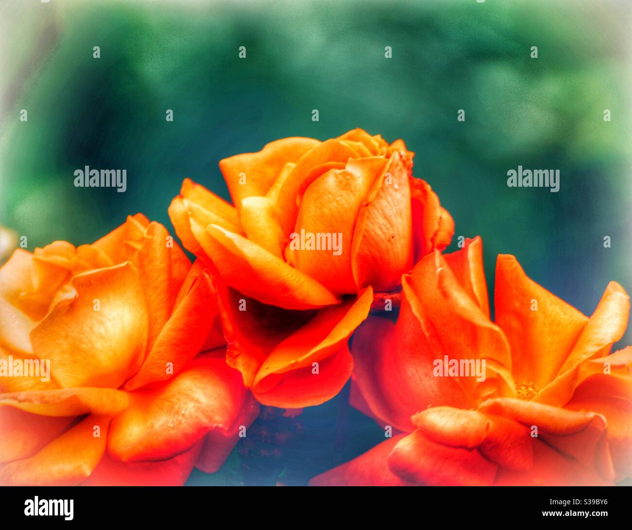 Vibrant burnt orange roses Stock Photo Alamy