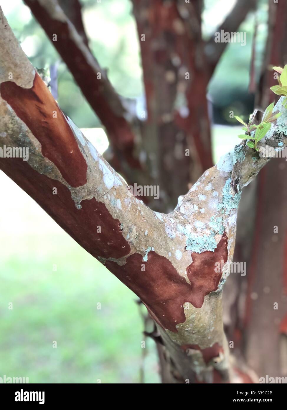 Branches of crape or crepe myrtle tree - Smartphone Captured Stock Image
