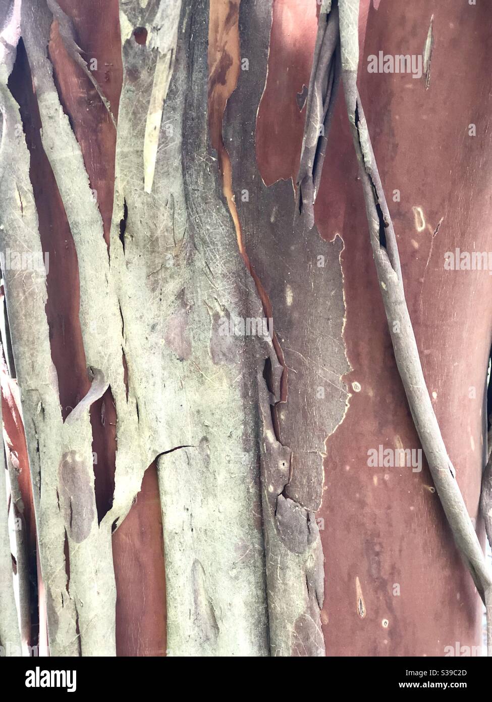 Close-up detail of a crepe myrtle tree trunk shedding its bark - Smartphone Captured Stock Image