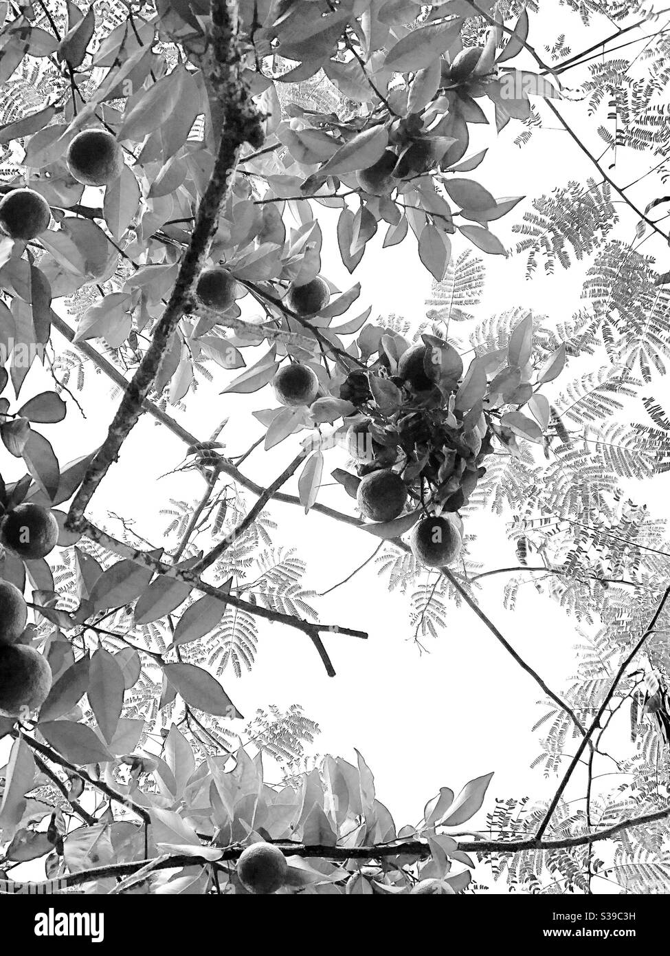 Black & white photo of orange tree with fruit with mimosa in background - Smartphone Captured Stock Image