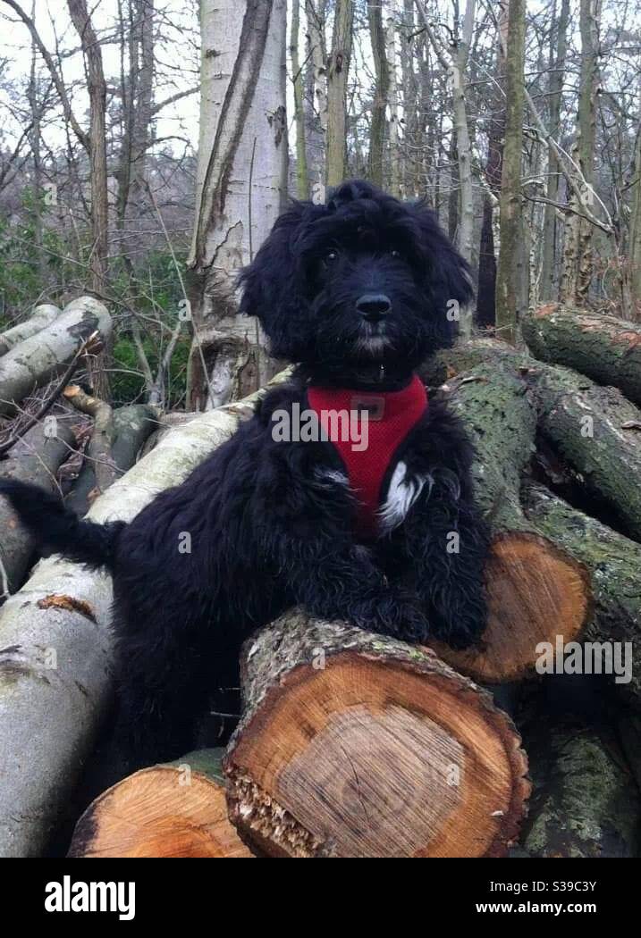 Cockerpoo on white hi-res stock photography and images - Alamy