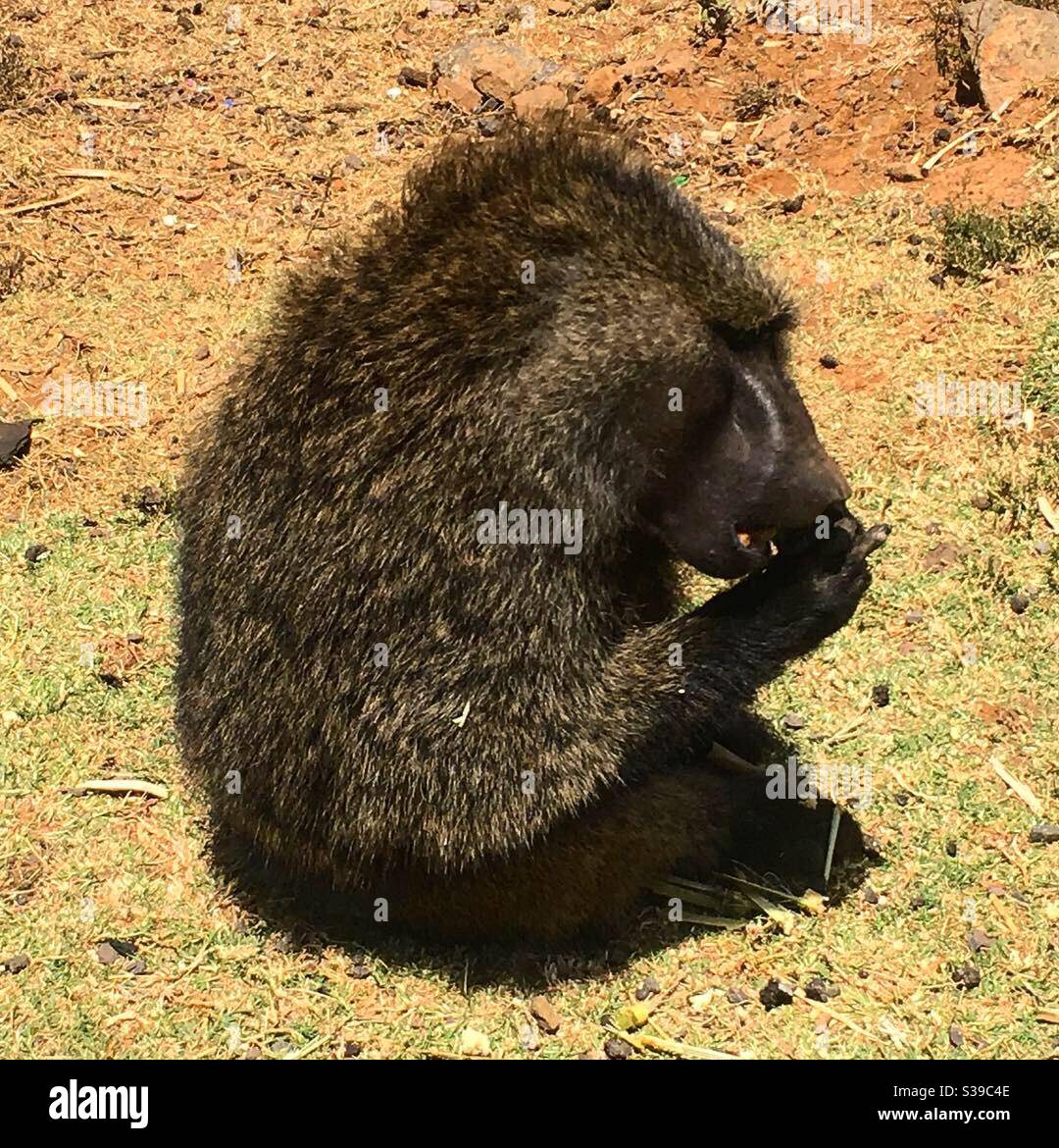 Big fury hi-res stock photography and images - Alamy