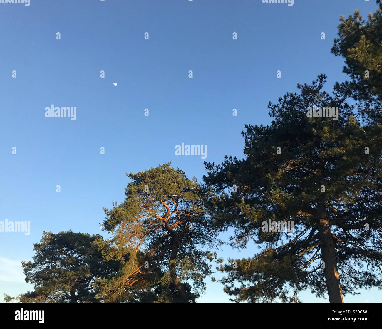 Moon trees hi-res stock photography and images - Alamy