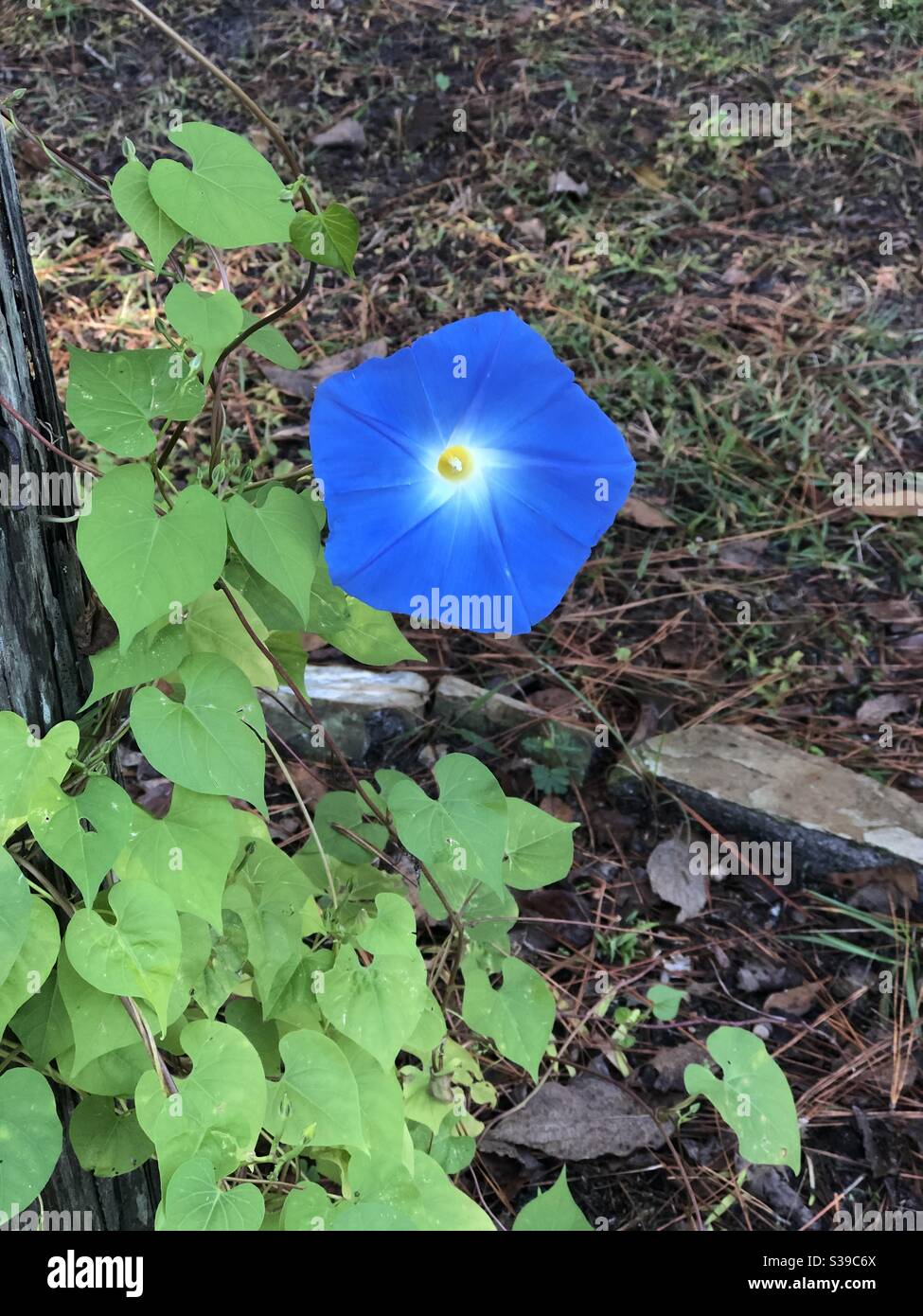 Blue Morning Glory bloomc - Smartphone Captured Stock Image