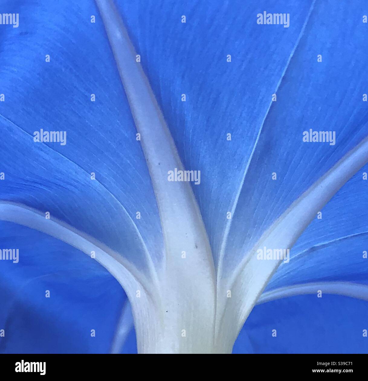 Close-up of backside of blue Morning Glory flower - Smartphone Captured Stock Image