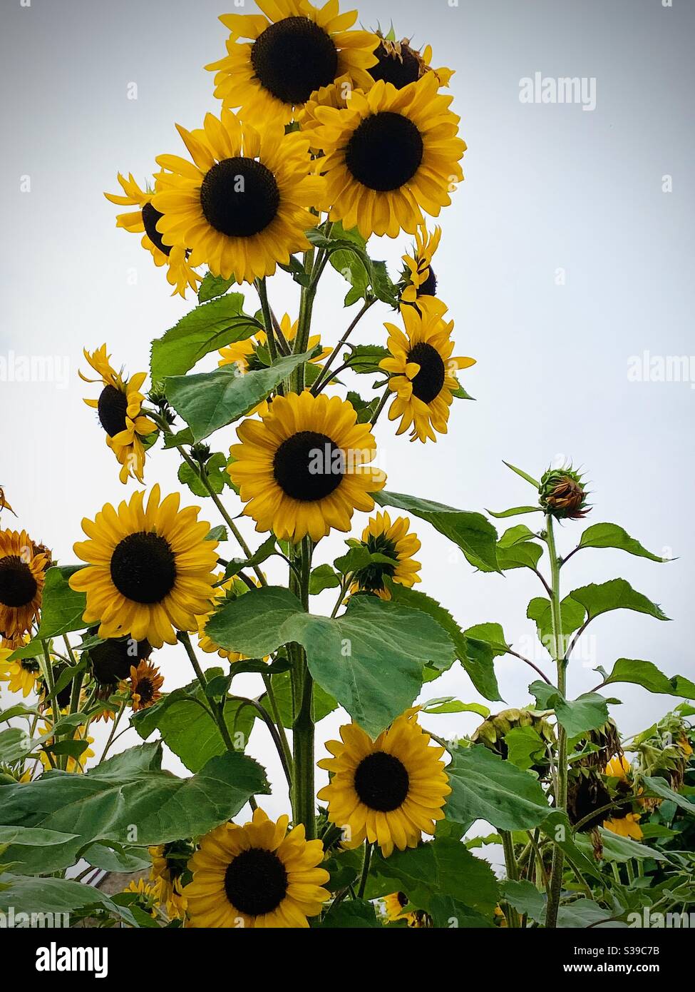 Towering sunflowers Stock Photo