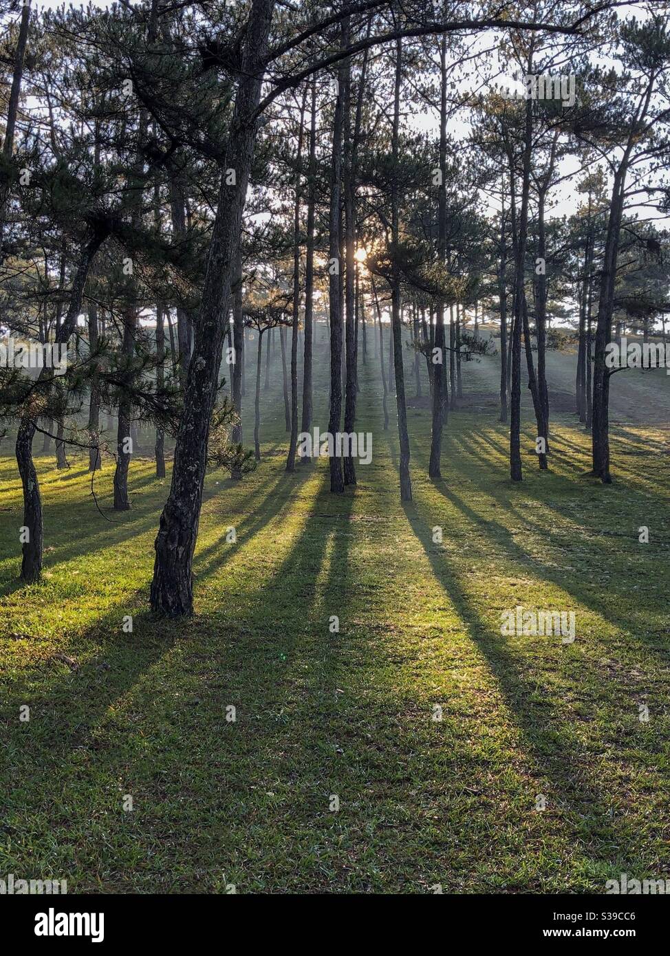 Tia nắng đầu tiên - Smartphone Captured Stock Image