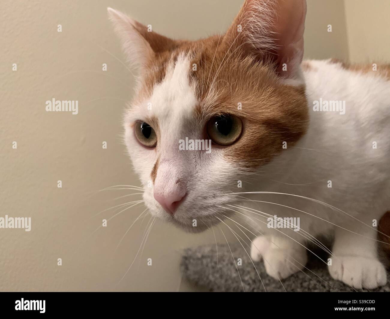 Inquisitive kitty Stock Photo