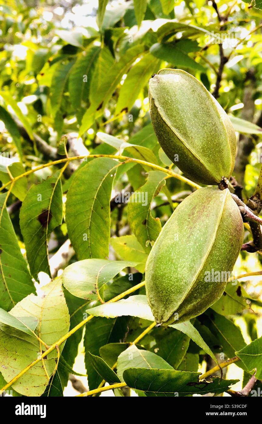 Pecans growing on tree in southeast Georgia - Smartphone Captured Stock Image