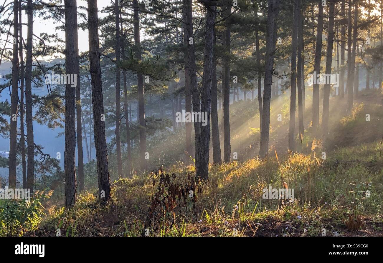 Những tia nắng đầu tiên - Smartphone Captured Stock Image