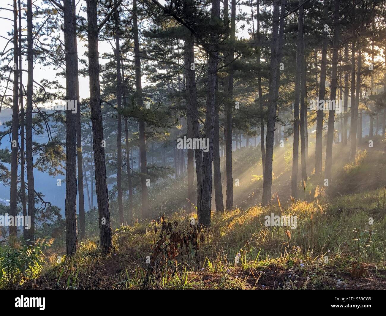 Những tia nắng đầu tiên - Smartphone Captured Stock Image