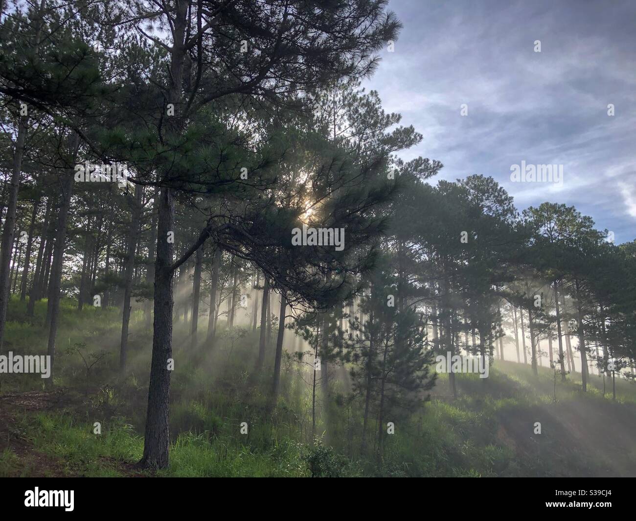 Những tia nắng đầu - Smartphone Captured Stock Image