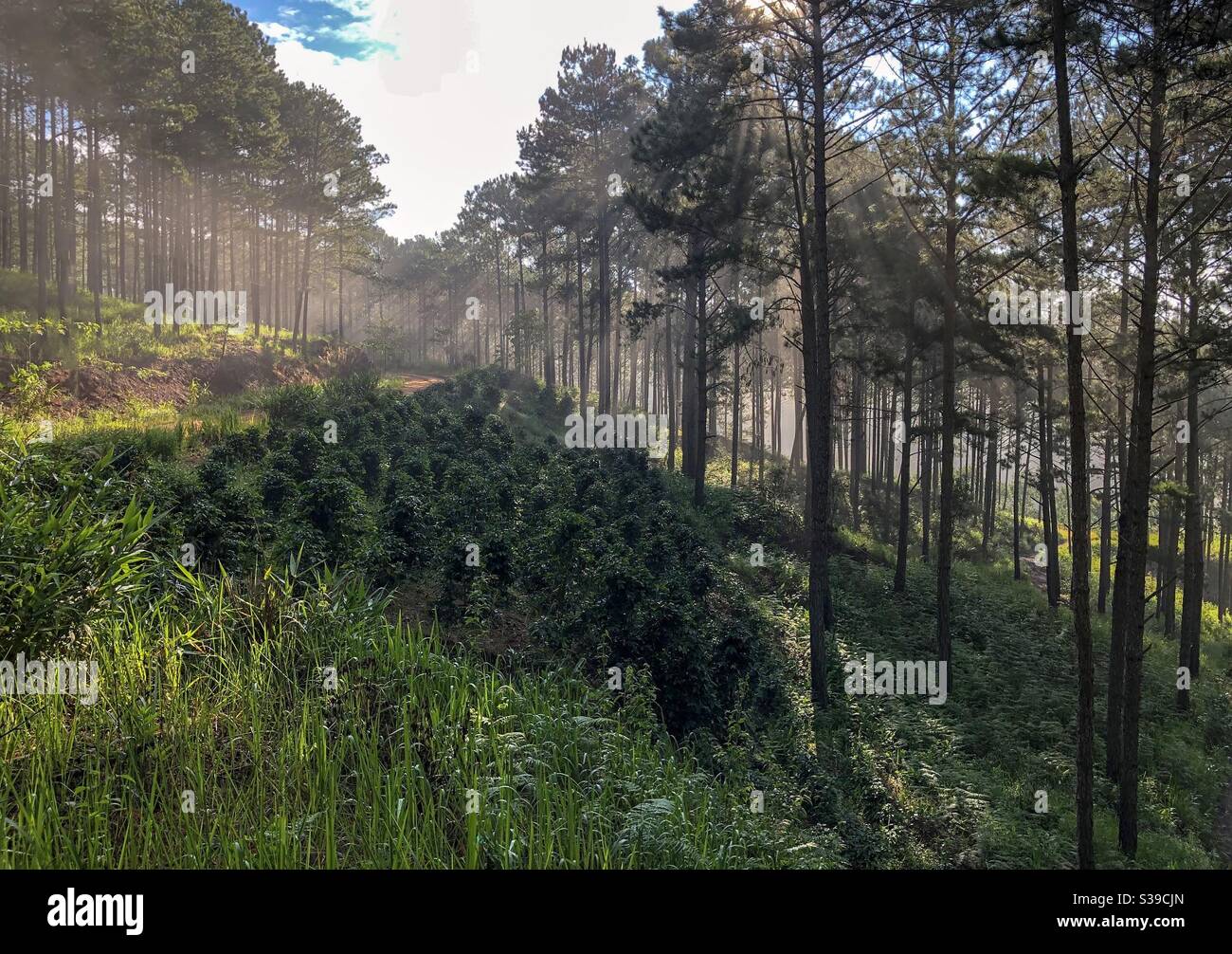 Những tia nắng đầu tiên - Smartphone Captured Stock Image