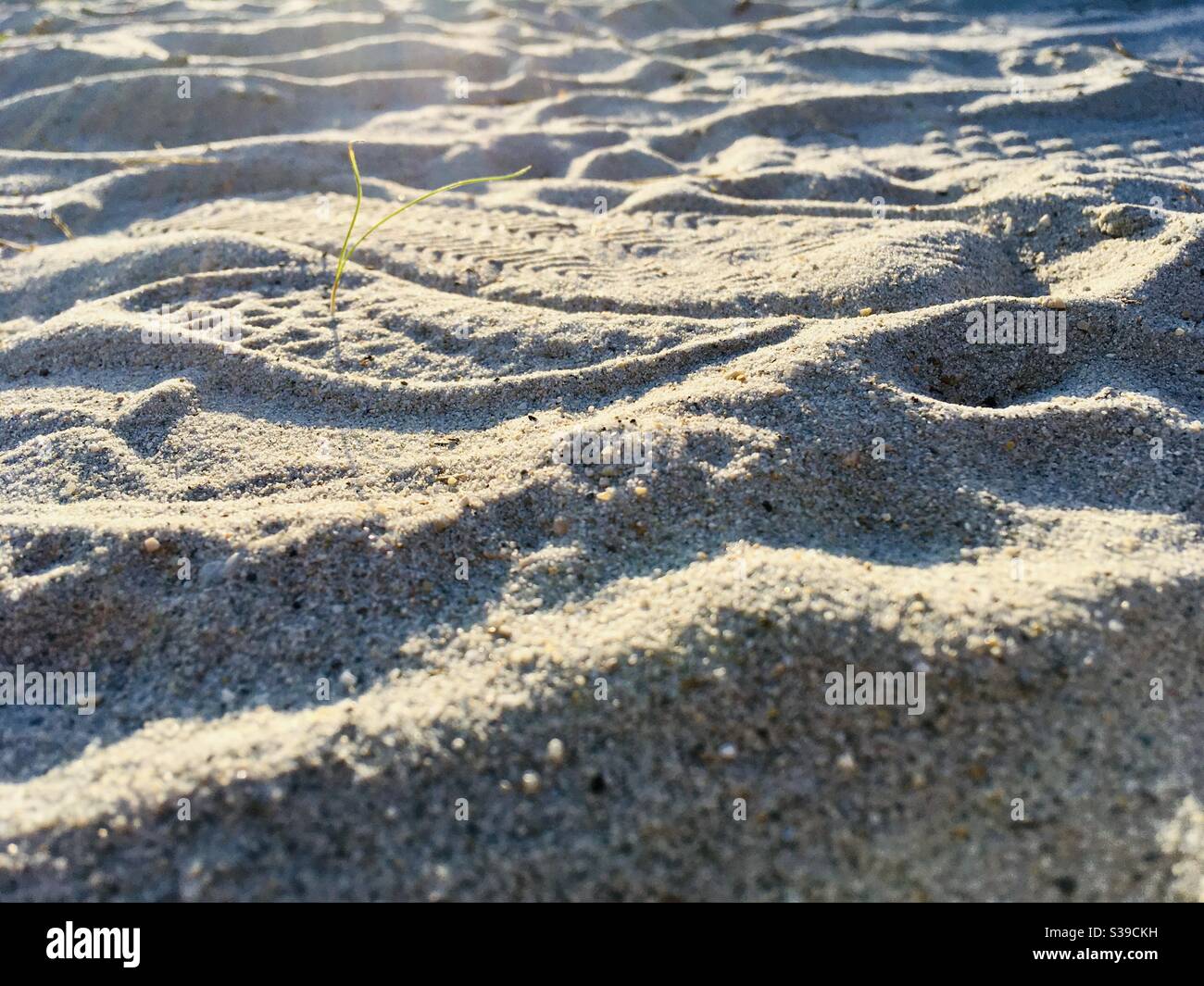 Sand dunes with foot prints close-up with one single grass blade - Smartphone Captured Stock Image