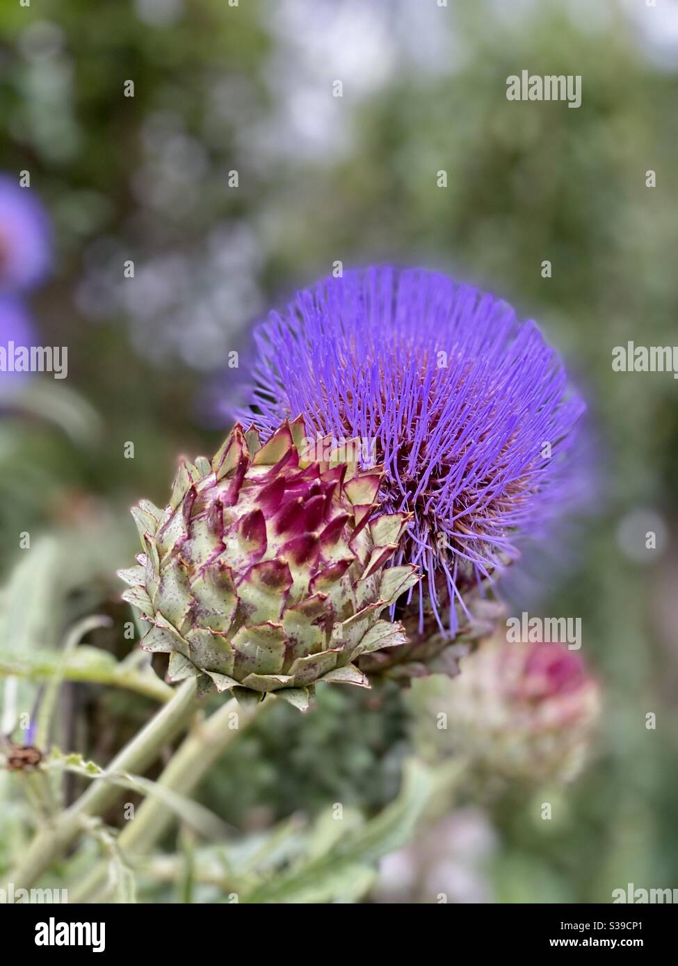 Close up of a thistle blossom with one head blooming and another blossom still closed. Symbol of defense. Stock Photo
