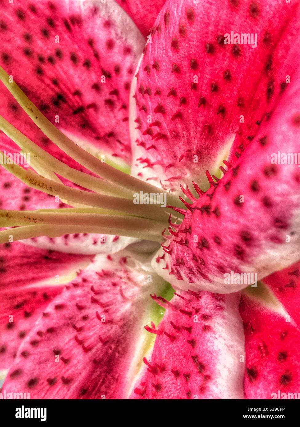 Pink lily macro shot Stock Photo