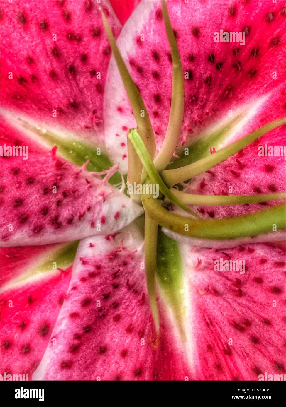 Pink lily macro Stock Photo