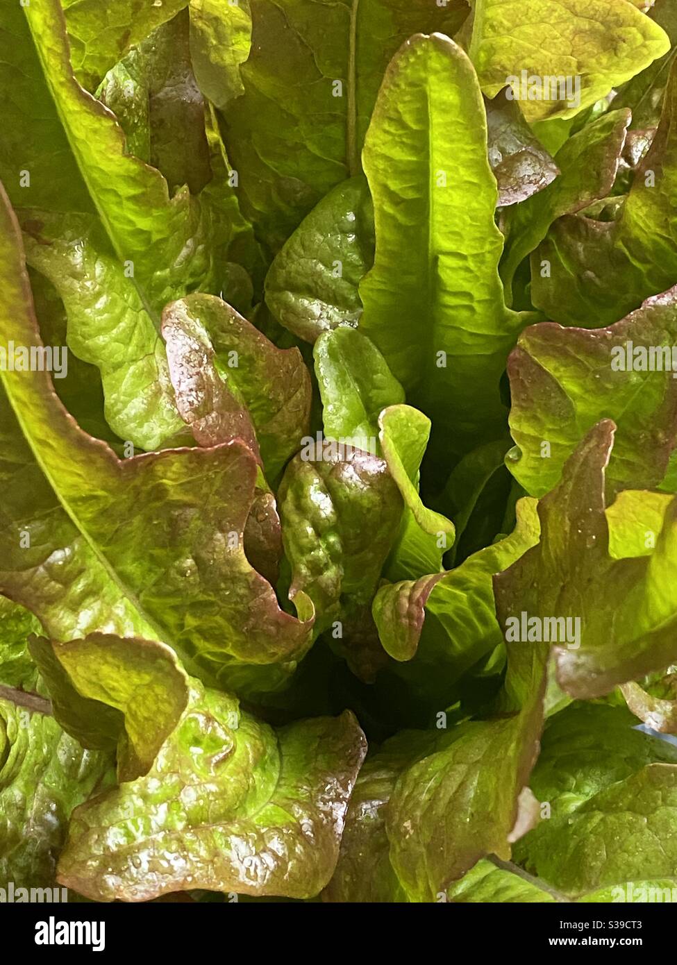 Mixed leaf lettuce hires stock photography and images Alamy