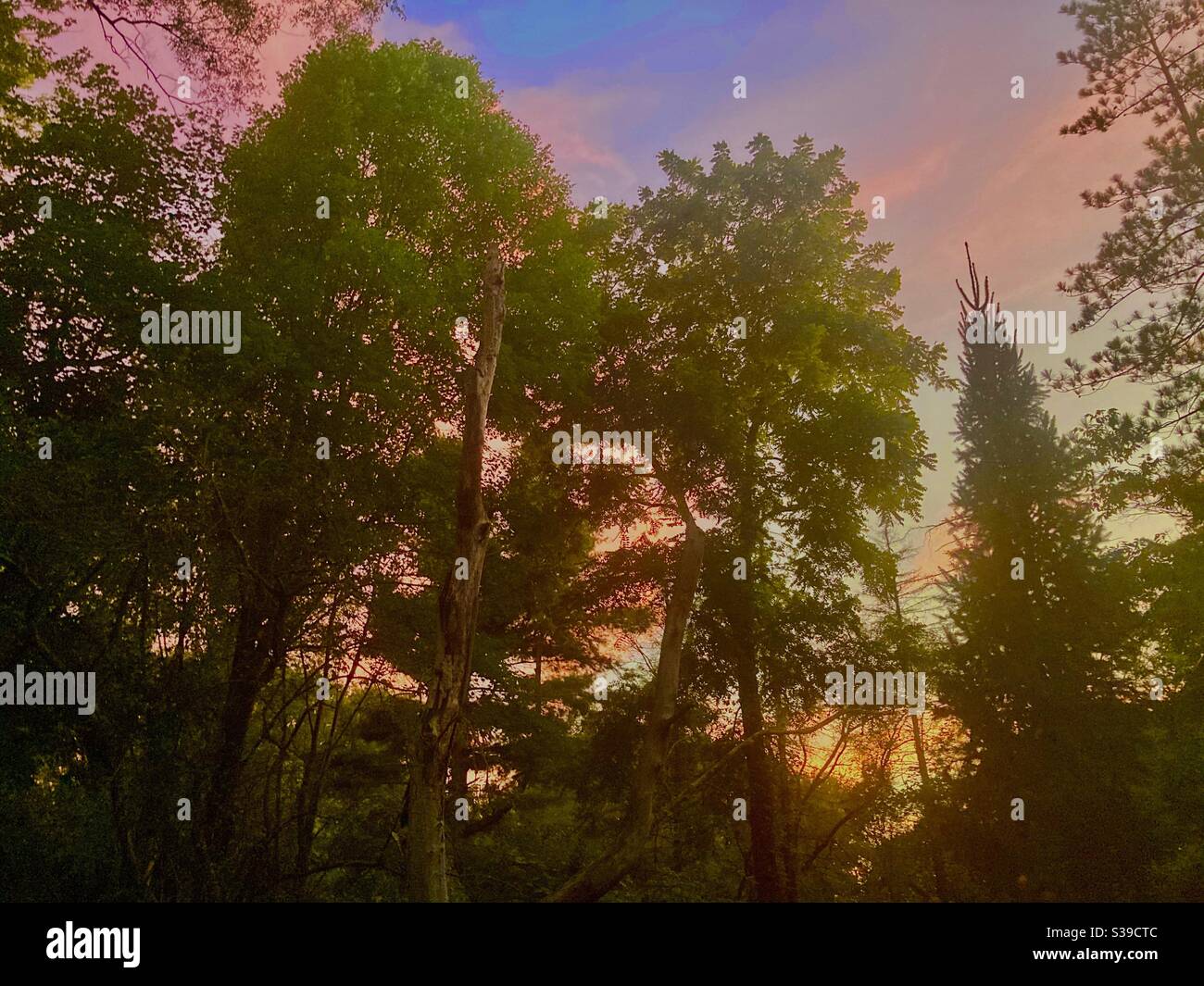 Large trees and sunset - Smartphone Captured Stock Image
